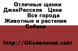 Отличные щенки ДжекРассела › Цена ­ 50 000 - Все города Животные и растения » Собаки   